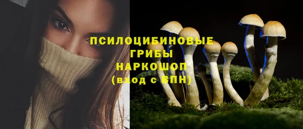 стаф Ельня